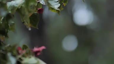 慢镜头拍摄时花叶子雨水视频的预览图
